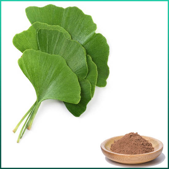 Extract de Ginkgo Biloba